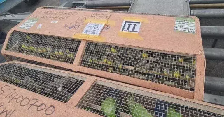 Customs intercepts cargo of 1,620 extinct birds at MMIA, Ikeja