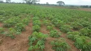 Stakeholder advocate cassava industrialisation for food security, development on continent