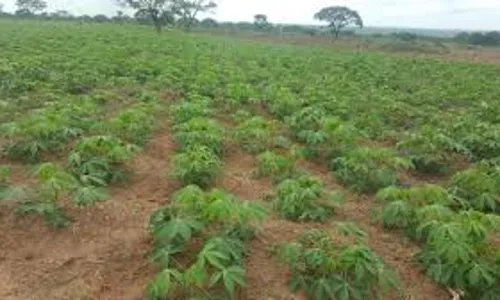Stakeholder advocate cassava industrialisation for food security, development on continent