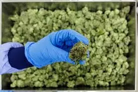 Germany to restrict online cannabis sales to curb ballooning imports