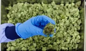 Germany to restrict online cannabis sales to curb ballooning imports