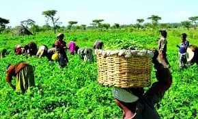 How Nigeria will attain food sufficiency—Scientist