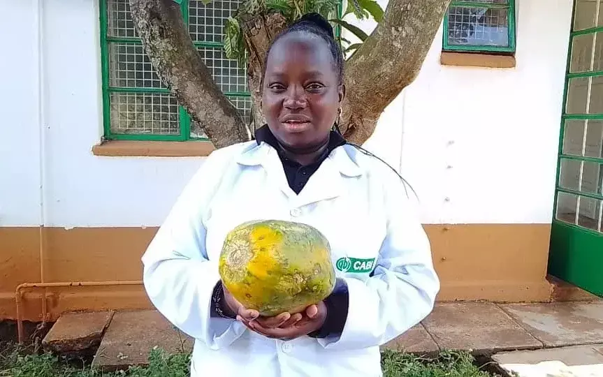 How nature-based solution is helping farmers restore pawpaw