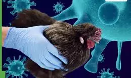 German minister sounds alarm over rapid rise in bird-flu cases