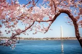 Japan gifts Washington 250 cherry trees