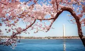 Japan gifts Washington 250 cherry trees