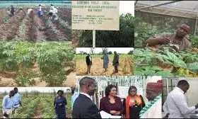 Nigeria’s GM crops represent future of agriculture, scientist says