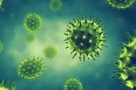 Scientists in Australia reveal how tiny viruses cause massive damage