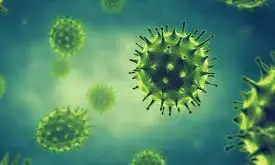 Scientists in Australia reveal how tiny viruses cause massive damage