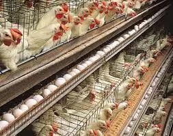 Oyebanji approves N300m for poultry farming Oyebanji approves N300m for poultry farming