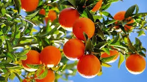 South Africa’s citrus exports rise by record 22% in 2025