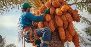 Egypt establishes world’s largest date plantation with 2.3m trees