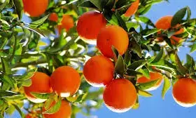 South Africa’s citrus exports rise by record 22% in 2025