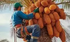 Egypt establishes world’s largest date plantation with 2.3m trees