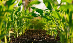 Food Security: Soil constitutes backbone in Nigeria’s agric sector – Minister