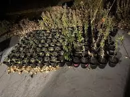 Anambra to spend N200m on indigenous fruit trees seedlings in 2026 Anambra to spend N200m on indigenous fruit trees seedlings in 2026