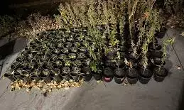 Anambra to spend N200m on indigenous fruit trees seedlings in 2026 Anambra to spend N200m on indigenous fruit trees seedlings in 2026