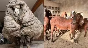 FG tasks Africans on sheep, goat plague eradication FG tasks Africans on sheep, goat plague eradication