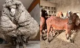 FG tasks Africans on sheep, goat plague eradication FG tasks Africans on sheep, goat plague eradication