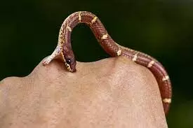 Snakebite envenoming, silent killer in Nigeria – Expert warns Snakebite envenoming, silent killer in Nigeria – Expert warns