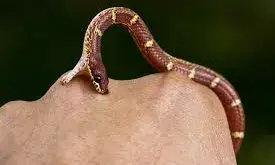 Snakebite envenoming, silent killer in Nigeria – Expert warns