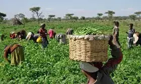 Food safety: Association tasks farmers on organic practices