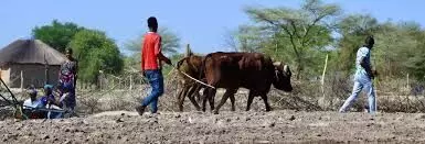 Namibia faces agricultural challenges Namibia faces agricultural challenges