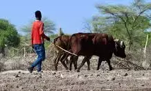 Namibia faces agricultural challenges Namibia faces agricultural challenges