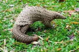 Wild Africa urges swift pangolin protection law