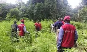 NDLEA destroys cannabis farms, arrests 7 in Edo forest raids NDLEA destroys cannabis farms, arrests 7 in Edo forest raids