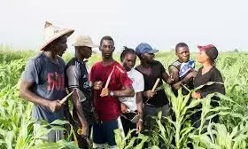 UNESCO calls for productive engagement of youths in agriculture UNESCO calls for productive engagement of youths in agriculture