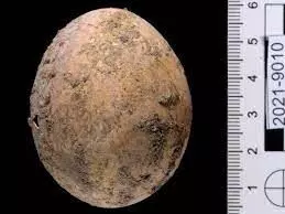 Archaeologists Find Chicken Egg From Almost 1,000 Years Ago