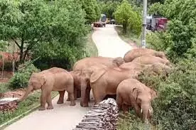 China’s Migrating Elephant Herd Heads Further West China’s Migrating Elephant Herd Heads Further West