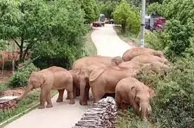 China’s Migrating Elephant Herd Heads Further West