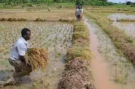 A’Ibom Distributes Rice Seedlings to Farmers A’Ibom Distributes Rice Seedlings to Farmers