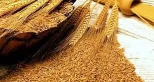 FMAN Collaborates with CBN, Water Resources Ministry to Boost Wheat Farming FMAN Collaborates with CBN, Water Resources Ministry to Boost Wheat Farming