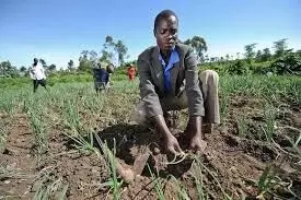 Delta Engages 158 Youths in Agricultural Entrepreneurs Programme Delta Engages 158 Youths in Agricultural Entrepreneurs Programme