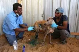 Palestinians Treat Wounded Animals After Gaza Truce
