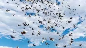 There are 50bn birds on Earth, say Australian Researchers