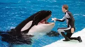 Russia wants to ban commercial catch of whales and dolphins