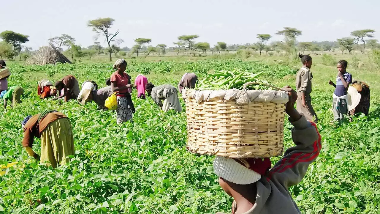 Nigerian farmers raise alarm as insecurity threatens