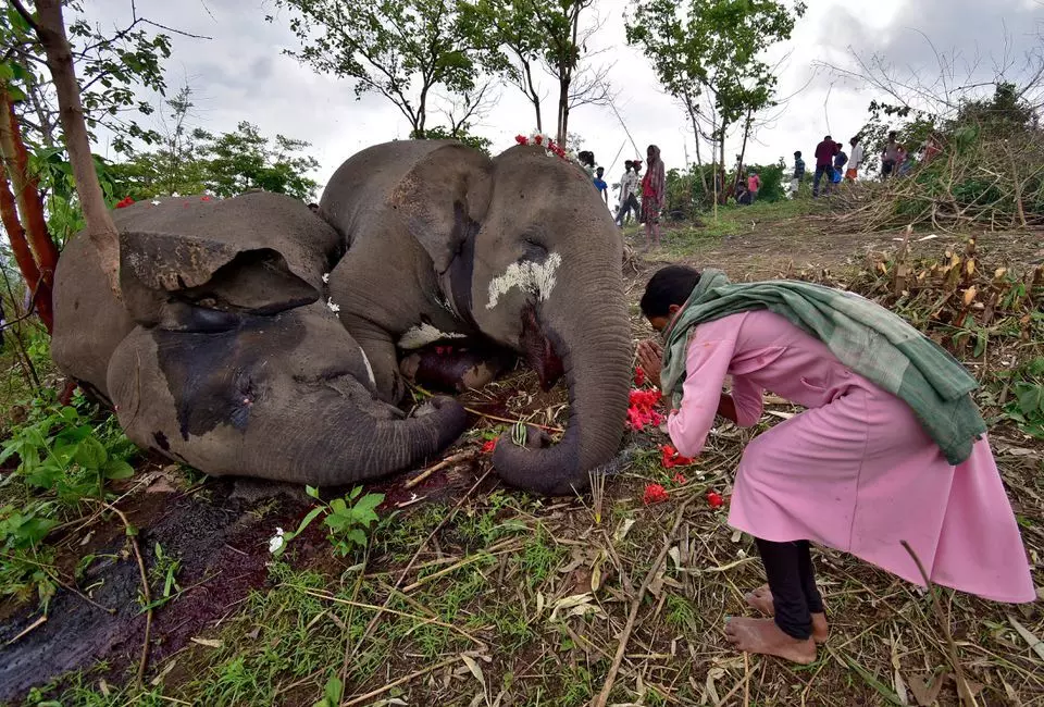 Lightning kills 18 elephants in India’s Assam