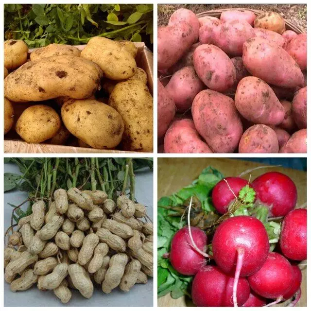 Prices of Root and Tuber Crops Increase