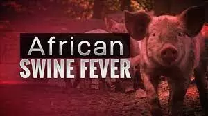 Philippines Declares State of Calamity Over African Swine Fever