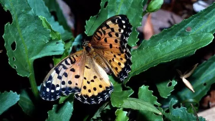 Australian Study Shows 26 Butterflies at Great Risk of Extinction Australian Study Shows 26 Butterflies at Great Risk of Extinction