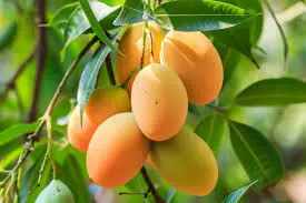 Association Woos Nigerians on Mango Production Association Woos Nigerians on Mango Production