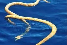 Rare Sea Snake Found off the Coast of Australia Rare Sea Snake Found off the Coast of Australia