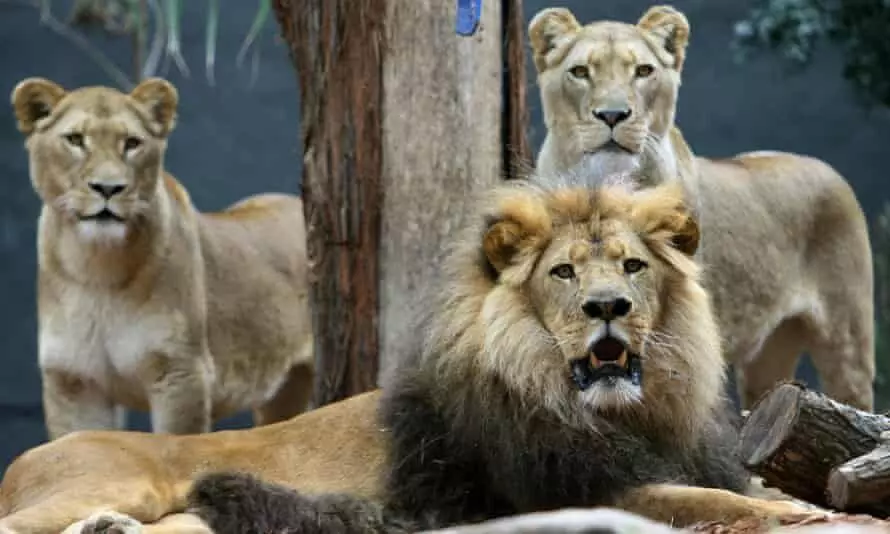 Philanthropist Adopts 3 Lions From Imo Zoo