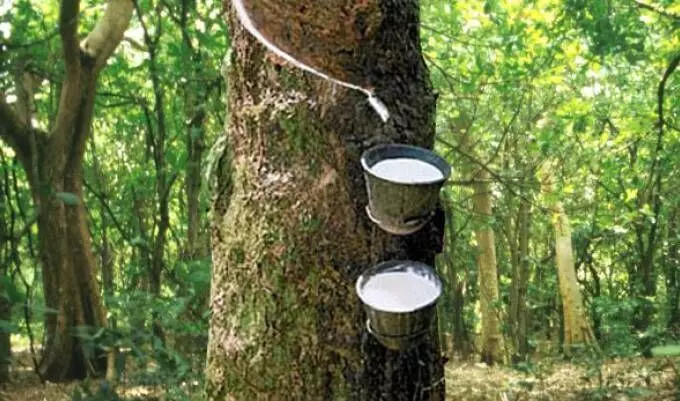 Manufacturers Appeal for More Support to Boost Rubber Production