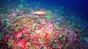 Australian Deep-Sea Reef Study Could Uncover New Species